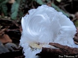 Exidiopsis effusa image