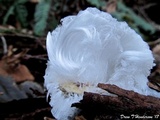 Exidiopsis effusa image