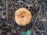 Lactarius croceus image