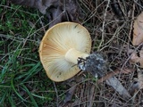 Lactarius croceus image