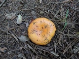 Lactarius croceus image