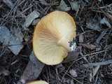Lactarius croceus image
