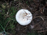 Lactarius controversus image