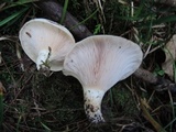 Lactarius controversus image
