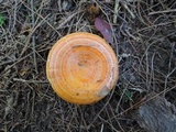 Lactarius croceus image