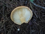 Lactarius croceus image