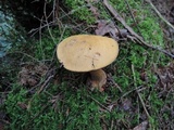 Suillus punctipes image