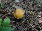Suillus punctipes image