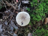 Lactarius mucidus var. mucidus image