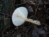 Lactarius mucidus var. mucidus image