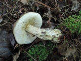 Leccinum variicolor image