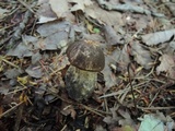 Leccinum variicolor image