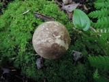 Leccinum variicolor image