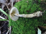 Leccinum variicolor image