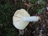 Russula paludosa image