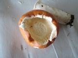 Russula paludosa image