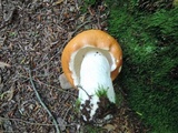 Russula paludosa image