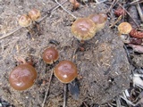 Psilocybe coprophila image