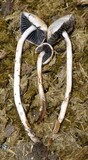 Panaeolus antillarum image