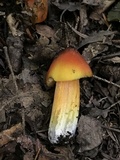Hygrocybe conica var. conica image