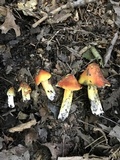Hygrocybe conica var. conica image