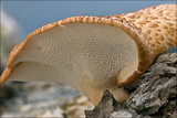 Polyporus tuberaster image