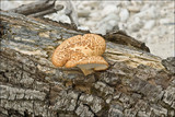Polyporus tuberaster image