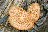 Polyporus tuberaster image