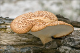 Polyporus tuberaster image