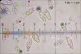 Polyporus tuberaster image