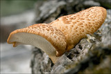 Polyporus tuberaster image