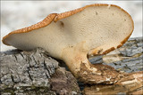 Polyporus tuberaster image