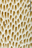 Polyporus tuberaster image