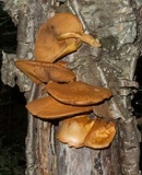 Pholiota multifolia image