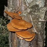 Pholiota multifolia image