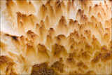 Polyporus tuberaster image