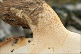 Polyporus tuberaster image