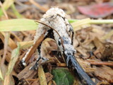 Coprinellus flocculosus image