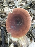 Lactarius volemus image