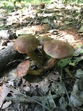 Aureoboletus innixus image