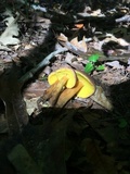 Aureoboletus innixus image