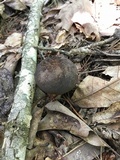 Retiboletus griseus image