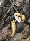 Retiboletus griseus image