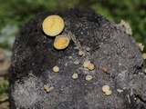 Hymenoscyphus fructigenus image