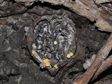 Hymenoscyphus fructigenus image