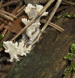 Tremellodendron pallidum image