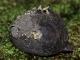Hymenoscyphus fructigenus image