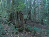 Cinereomyces lindbladii image