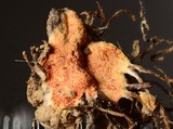 Hypomyces armeniacus image