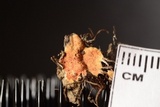 Hypomyces armeniacus image